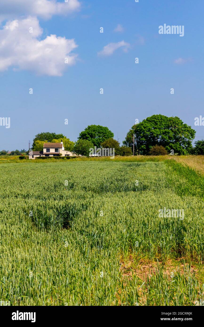 Arable farmland in June near Wainfleet in Lincolnshire East Midlands England UK Stock Photo