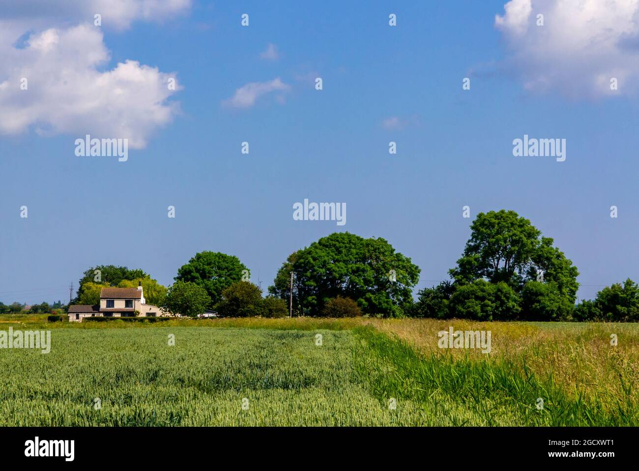 Arable farmland in June near Wainfleet in Lincolnshire East Midlands England UK Stock Photo