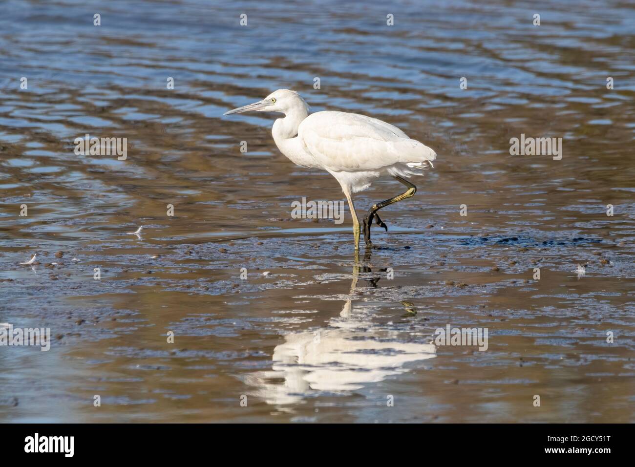 Little egret in Marismas del Odiel Natural Area, Huelva, Andalusia, Spain Stock Photo