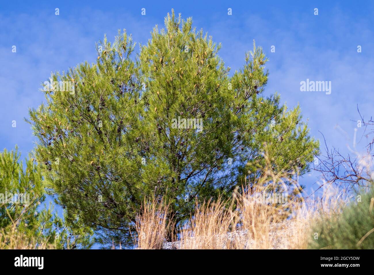 Pinus, Single Pine Tree Stock Photo