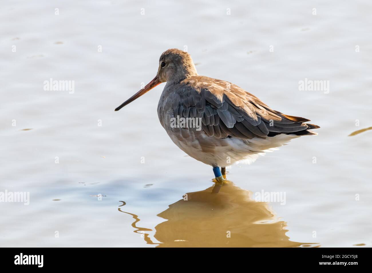 Black-tailed godwit (Limosa haemastica), caradriform bird of the Scolopacidae family. One of Largest and most showy European waders, with a lot of col Stock Photo