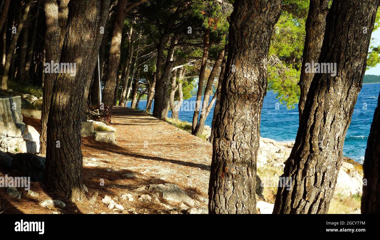 View on shady path between pine trees along mediterranean sea - Dolaske beach, Drage, Croatia Stock Photo