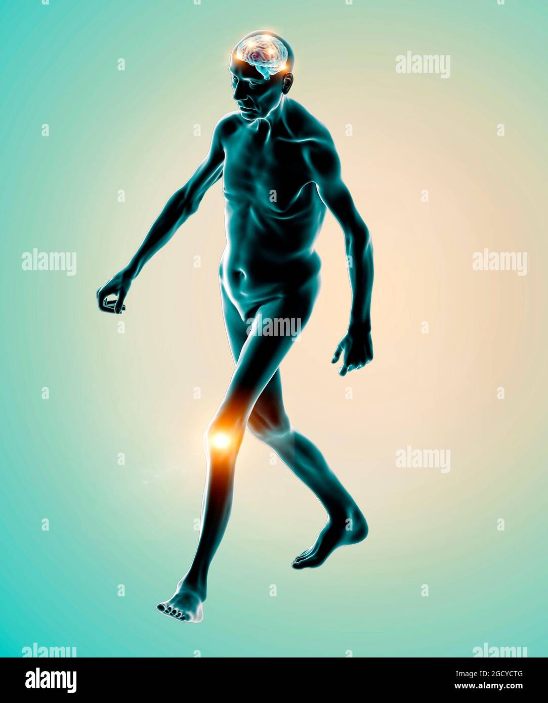 Motor functions. Knee pain. How the brain controls the movements of the