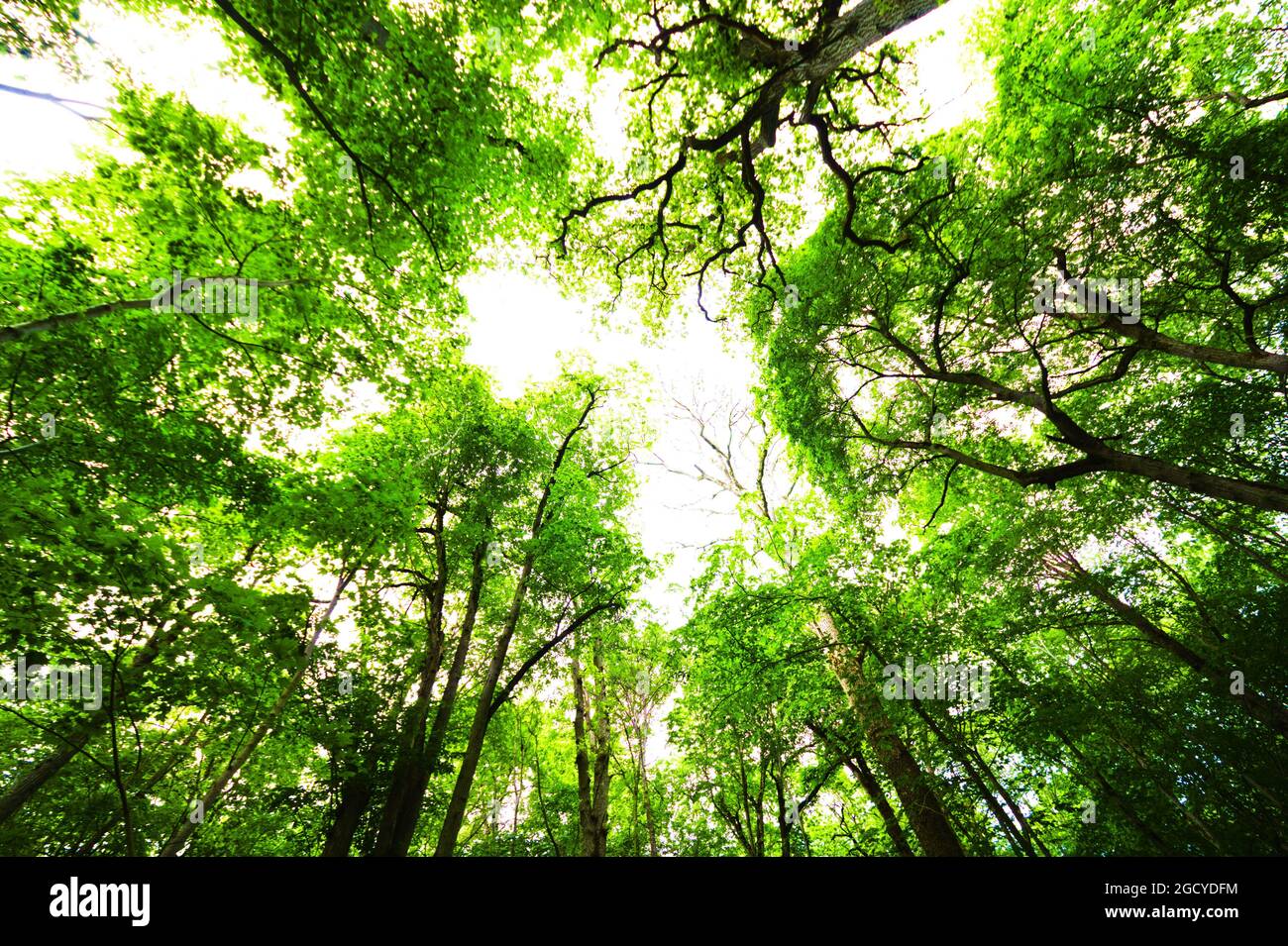 Low angle shot of tall forest trees in the bright sunlight Stock Photo ...
