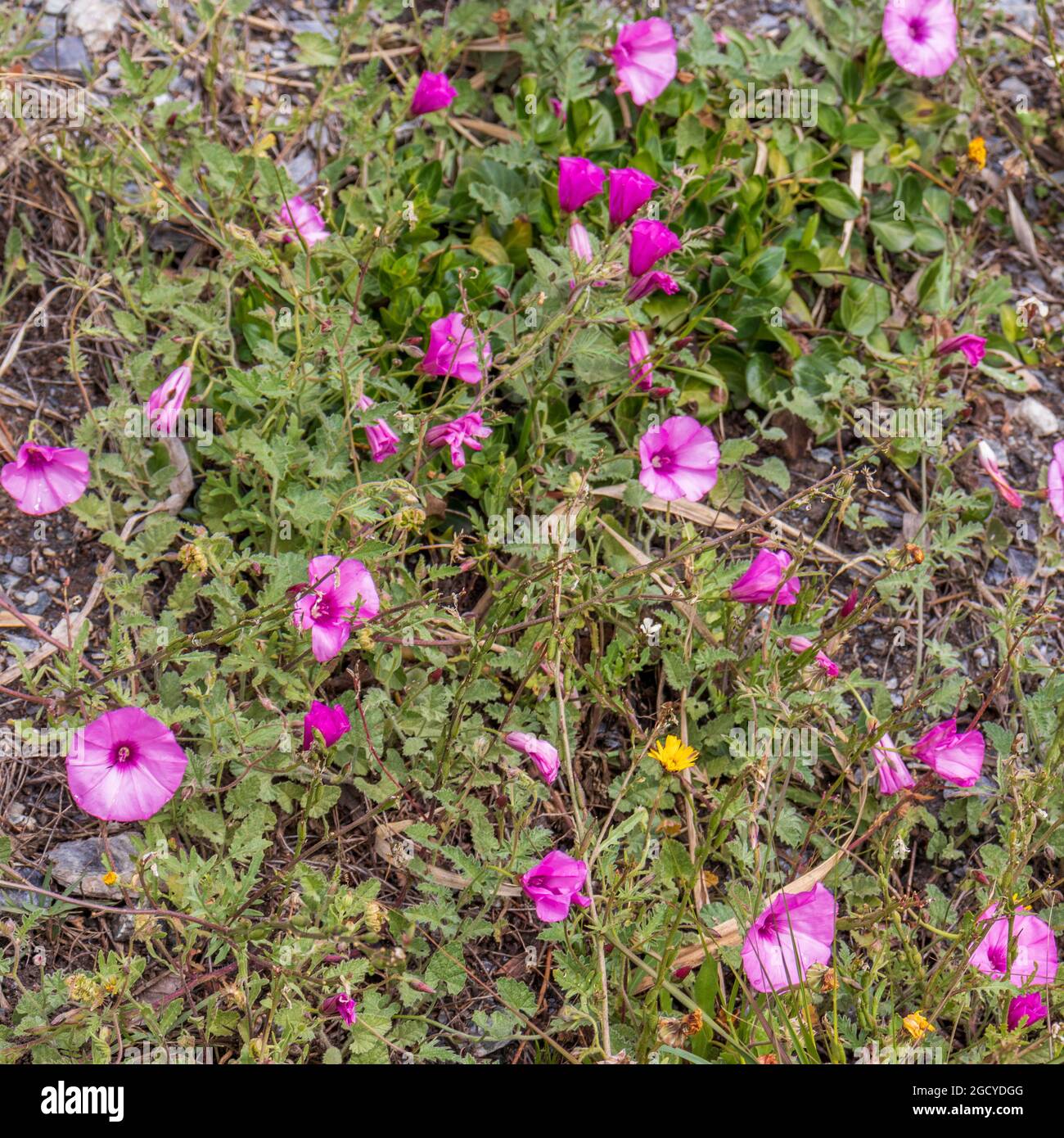 Convolvulus althaeoides, Pink Mallow Bindweed Flowers Stock Photo