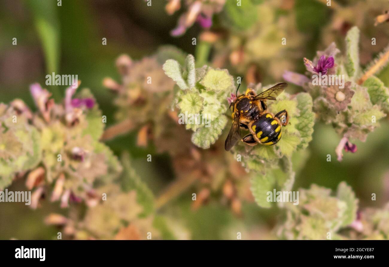 Anthidium florentinum, Florentine Wool-carder Bee Stock Photo