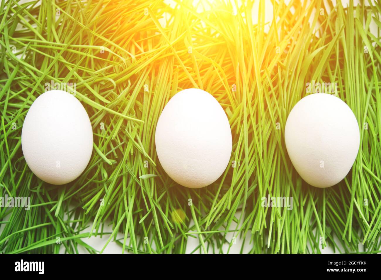 Three chicken eggs were hidden in green grass, sunlight Stock Photo
