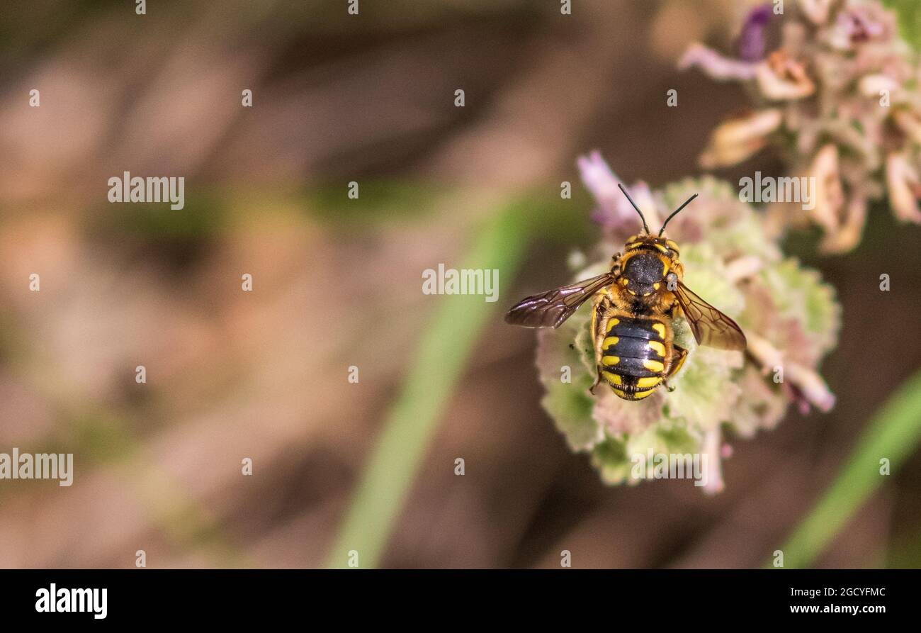 Anthidium florentinum, Florentine Wool-carder Bee Stock Photo