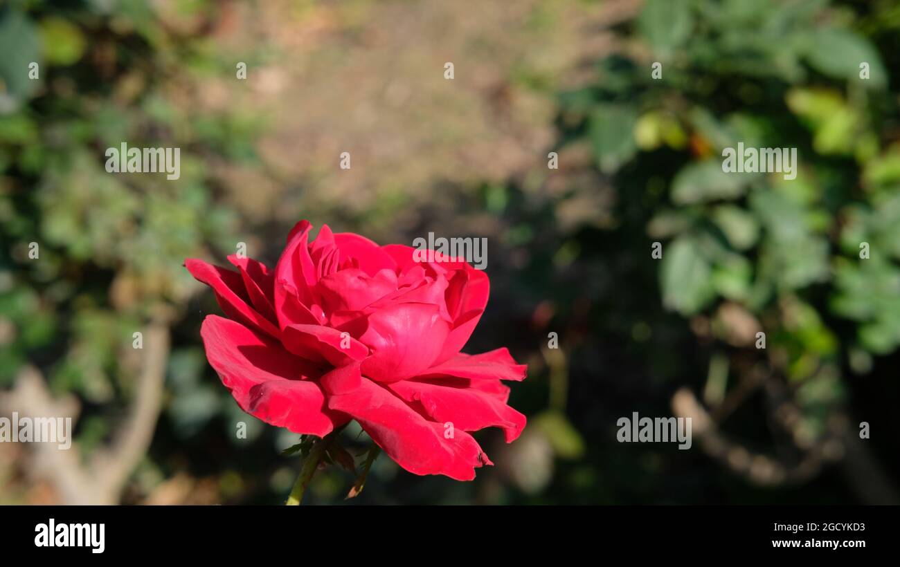 Amazing Shot of Red rose flower with blur background Stock Photo - Alamy