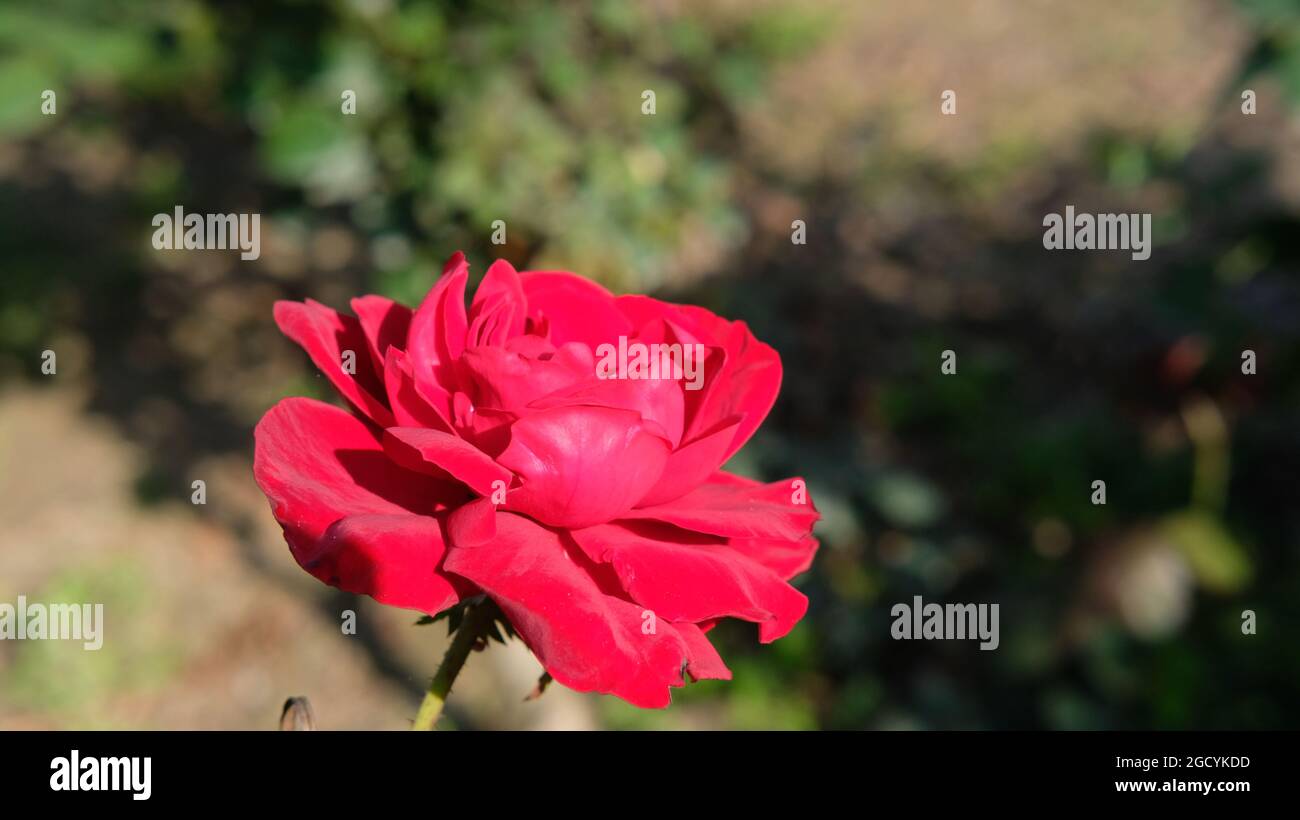Red rose pic hi-res stock photography and images - Alamy