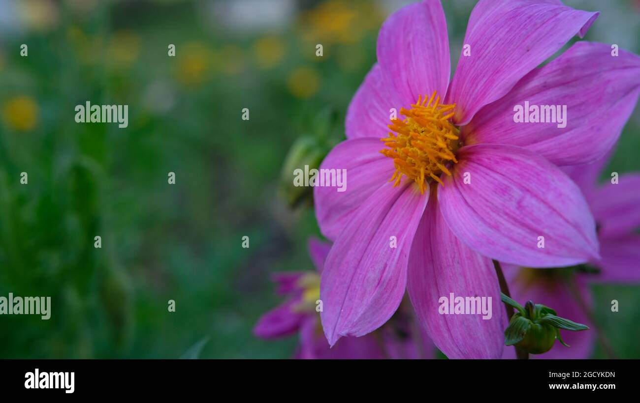 Closeup of Purple color flower with yellow colored bud in the center Stock Photo