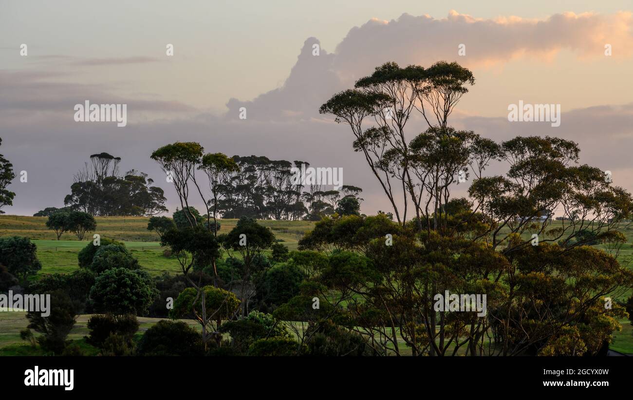 Trees on a hill, Carrington Estate, Karikari Peninsula, Kaitaia, Far