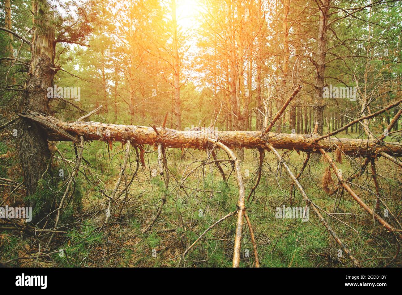 Fallen tree in pine forest after strong hurricane wind at sunset Stock Photo