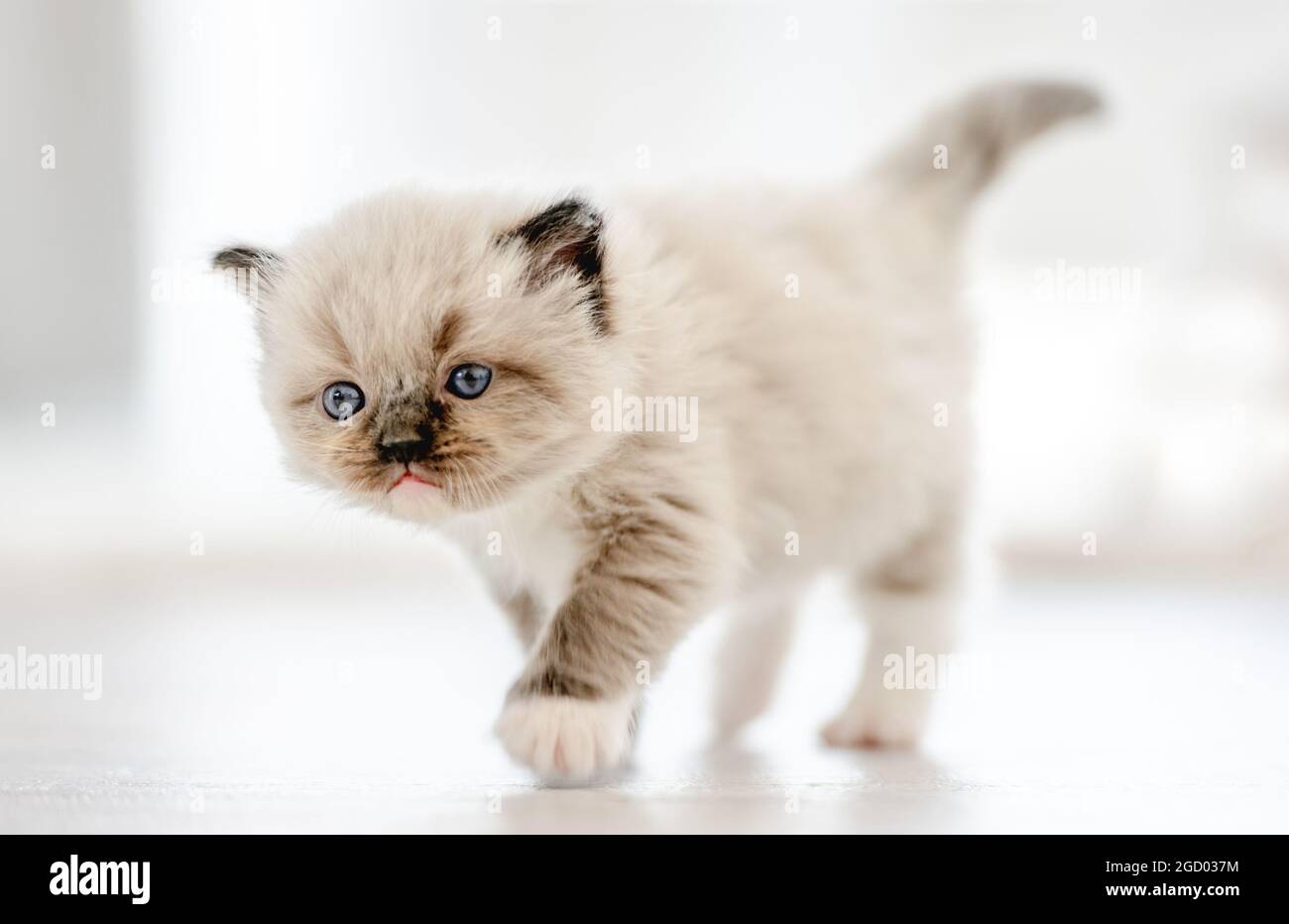 Ragdoll kitten isolated on white background Stock Photo - Alamy