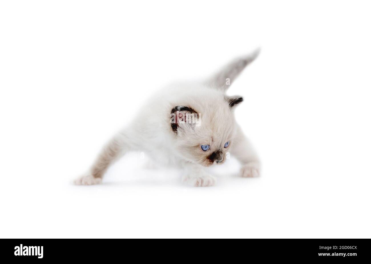 Ragdoll kitten isolated on white background Stock Photo - Alamy