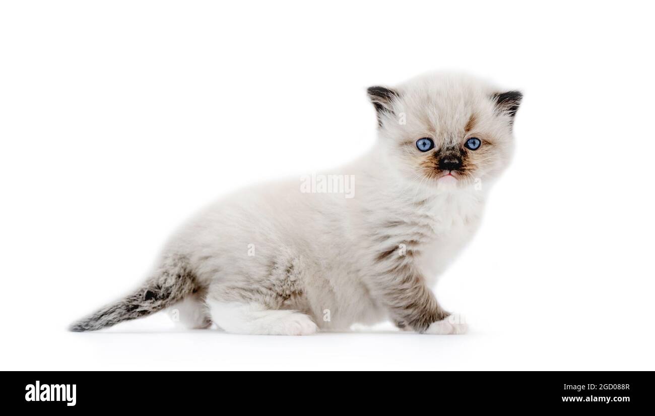 Ragdoll kitten isolated on white background Stock Photo - Alamy