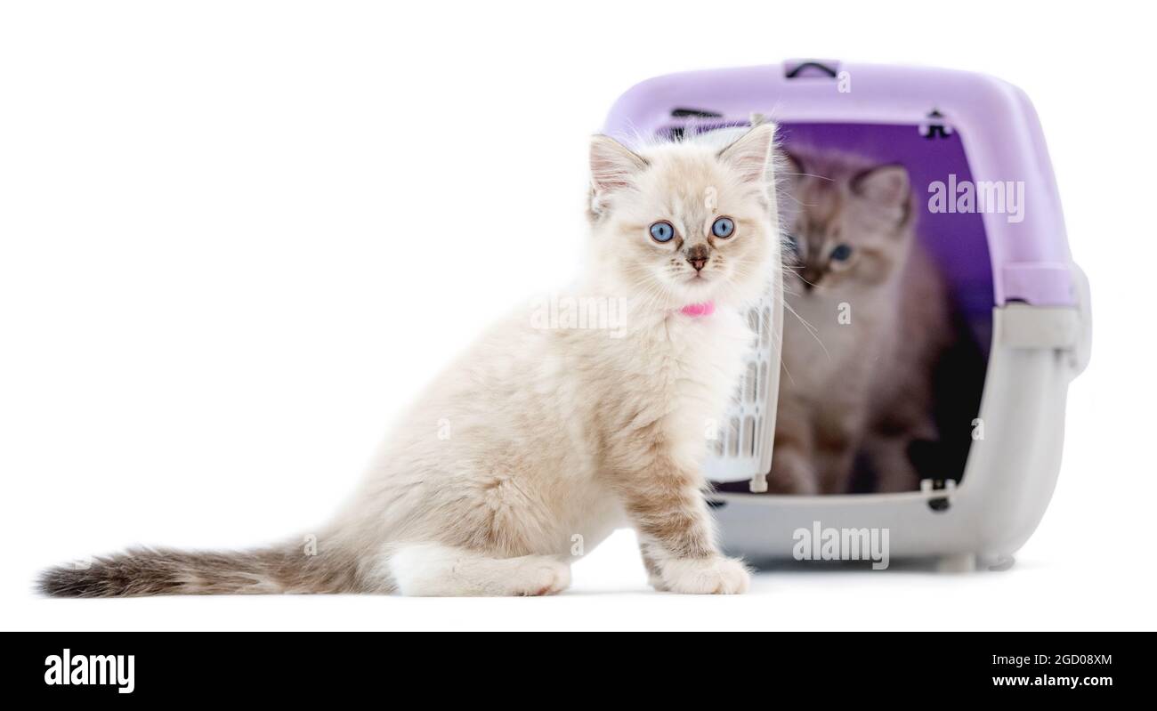 Ragdoll kittens isolated on white background Stock Photo - Alamy