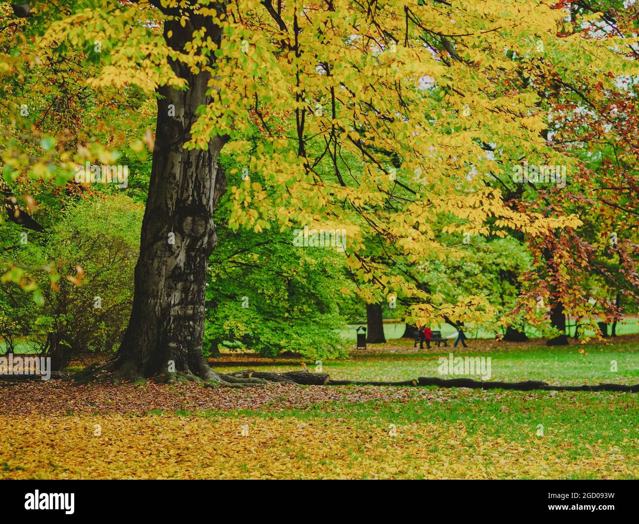 City park with no people on a autumn rainy day. Fallen leaves on the ground. Melancholic, romantic mood. Stock Photo