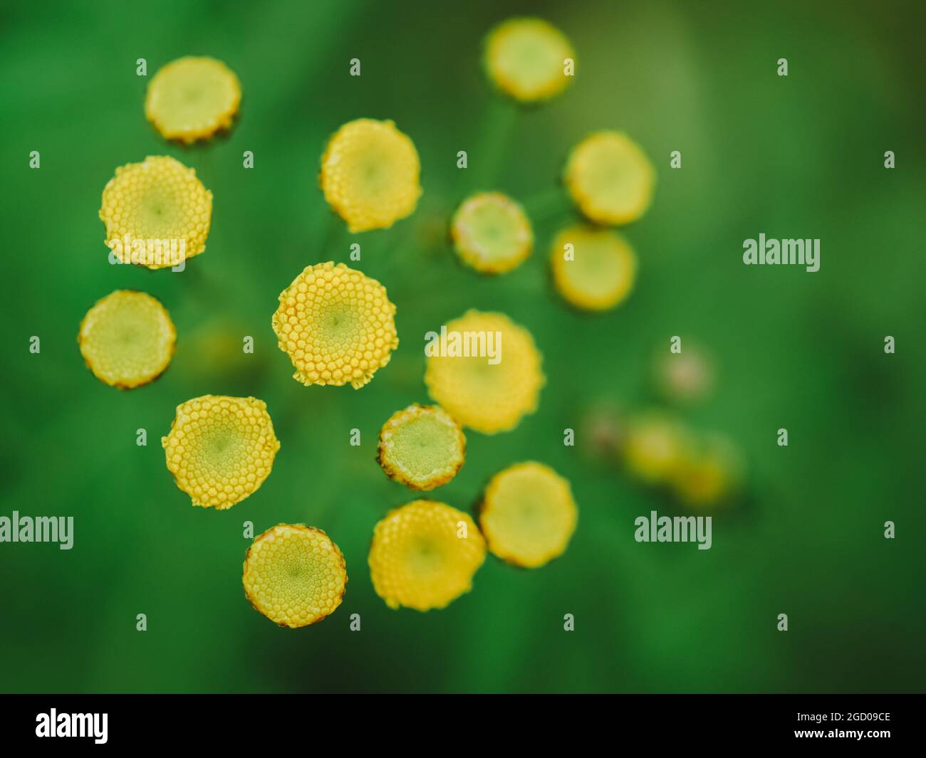 Yellow flower core stamens and pistils without petals on green background, abstract natural horizontal photo Stock Photo