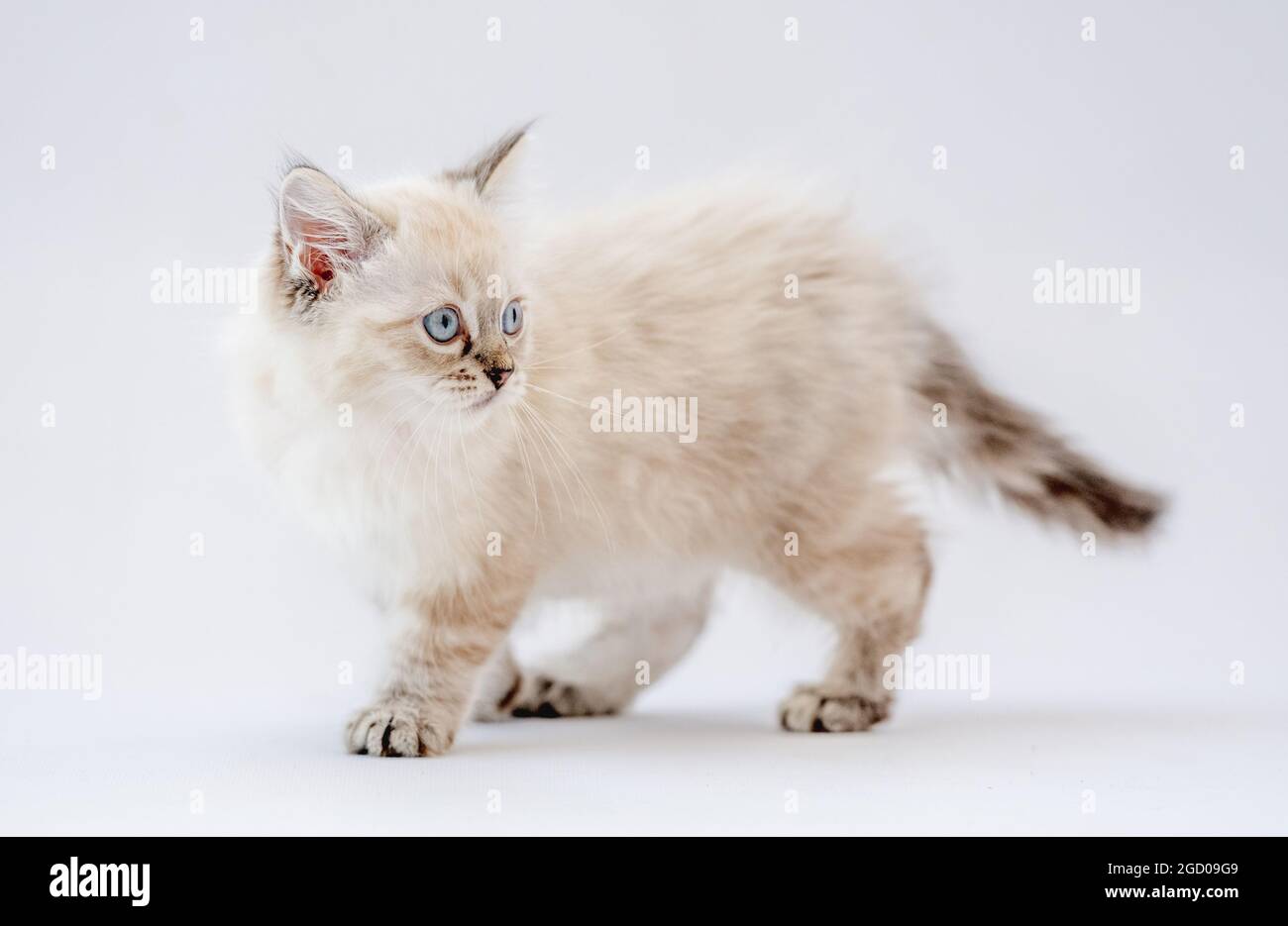 Ragdoll kitten isolated on white background Stock Photo - Alamy