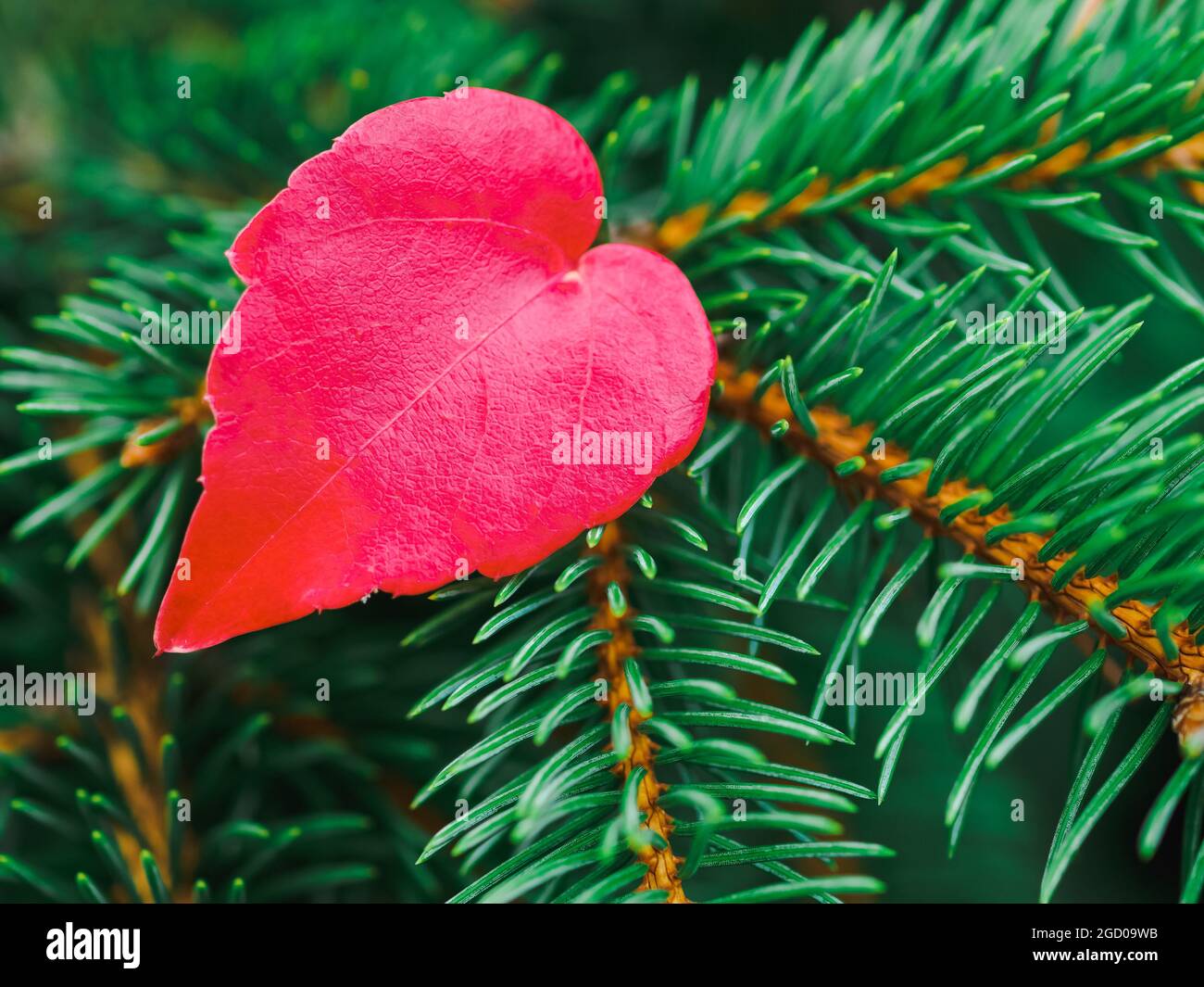 Photo of tree leaf hi-res stock photography and images - Alamy