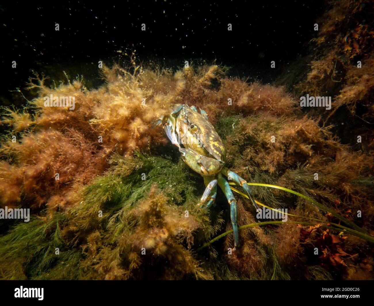 A crab among seaweed and stones. Picture from The Sound, between Sweden and Denmark Stock Photo