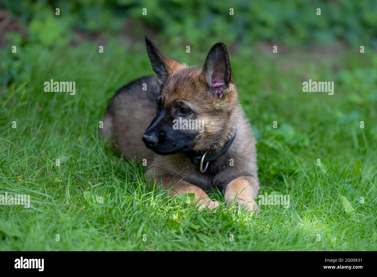 Dog Portrait Of An Eight Weeks Old German Shepherd Puppy Laying Down With A Green Grass Background Sable Colored Working Line Breed Stock Photo Alamy