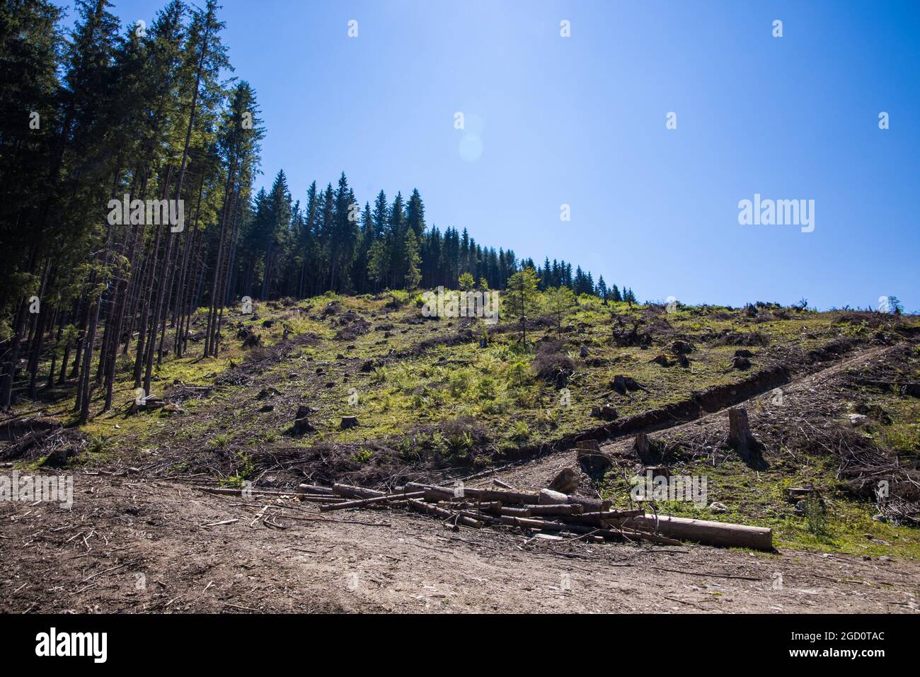 Deforestation in Hasmas Mountains, Romania Stock Photo