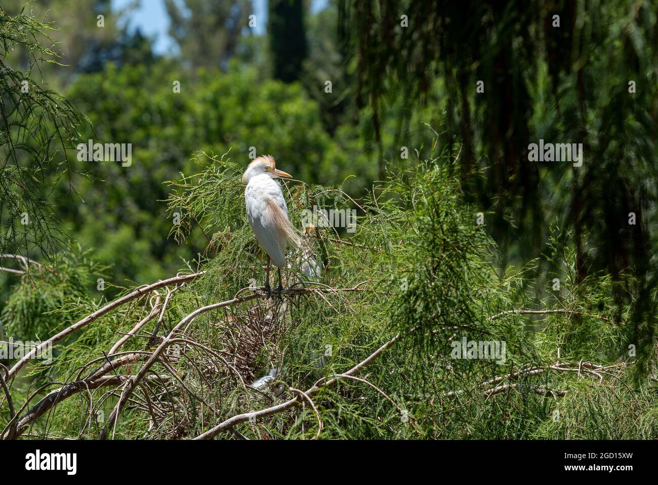 Egret bird or intermediate egret closeup portrait. Snake to Israel and  Palestinian viper Stock Photo - Alamy