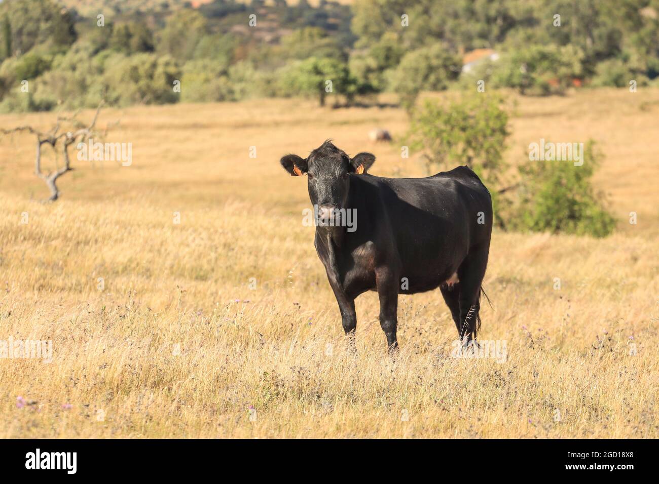 single cow on a meadow Stock Photo - Alamy