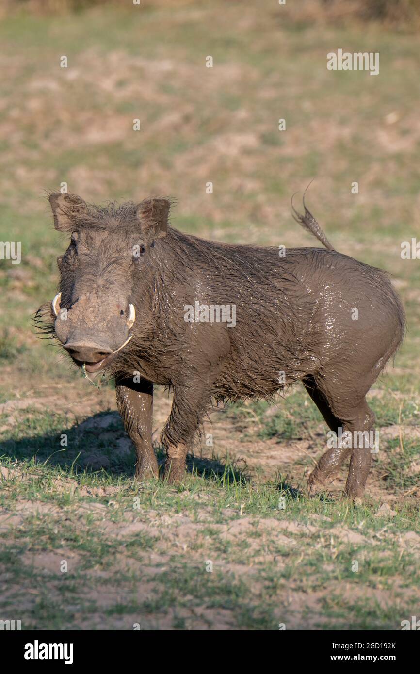 Zambia, South Luangwa. Common warthog (Phacochoerus africanus) covered in mud. Stock Photo