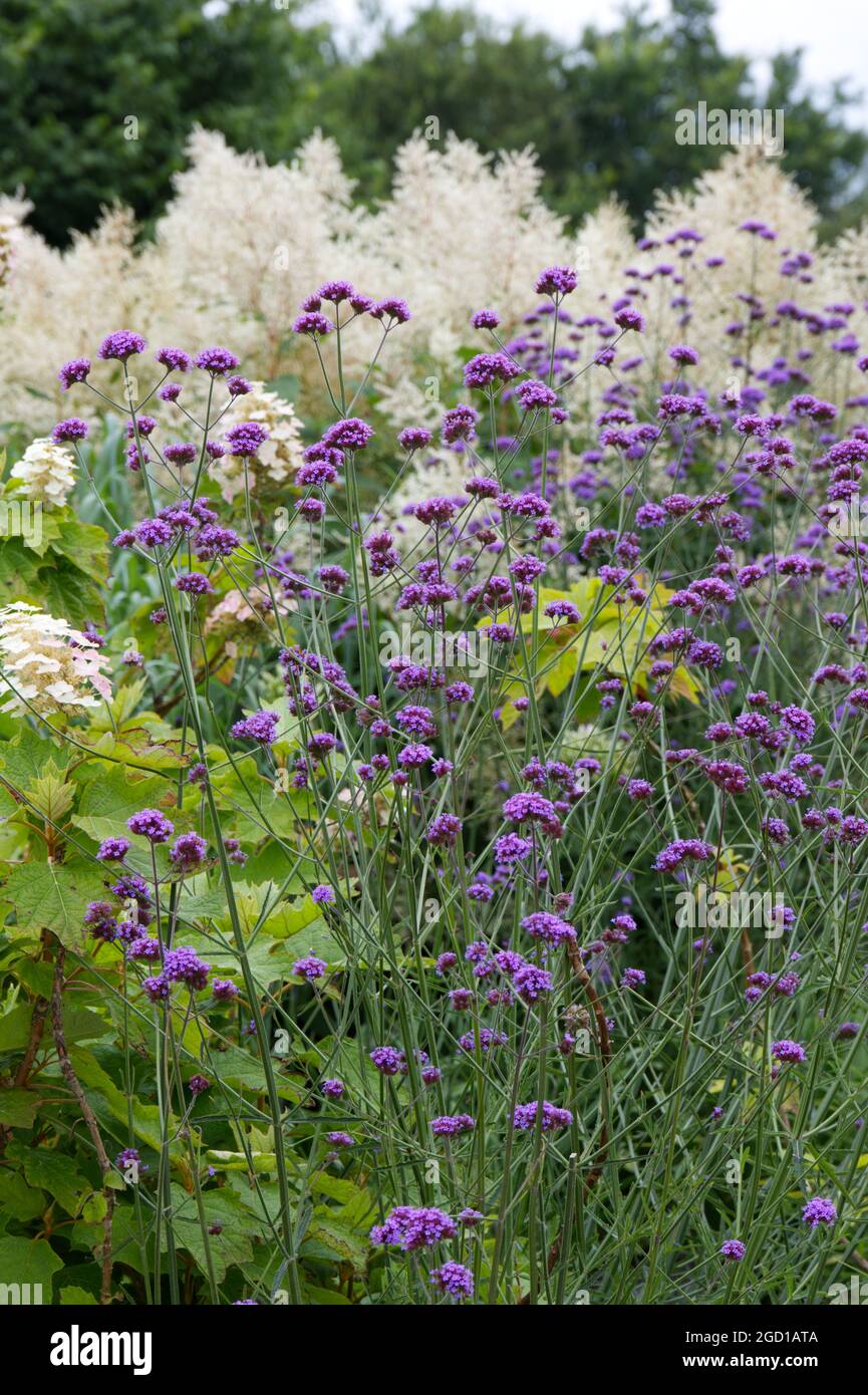 Verbena bonariensis purpletop vervain plant for pollinators summer garden July uk Stock Photo