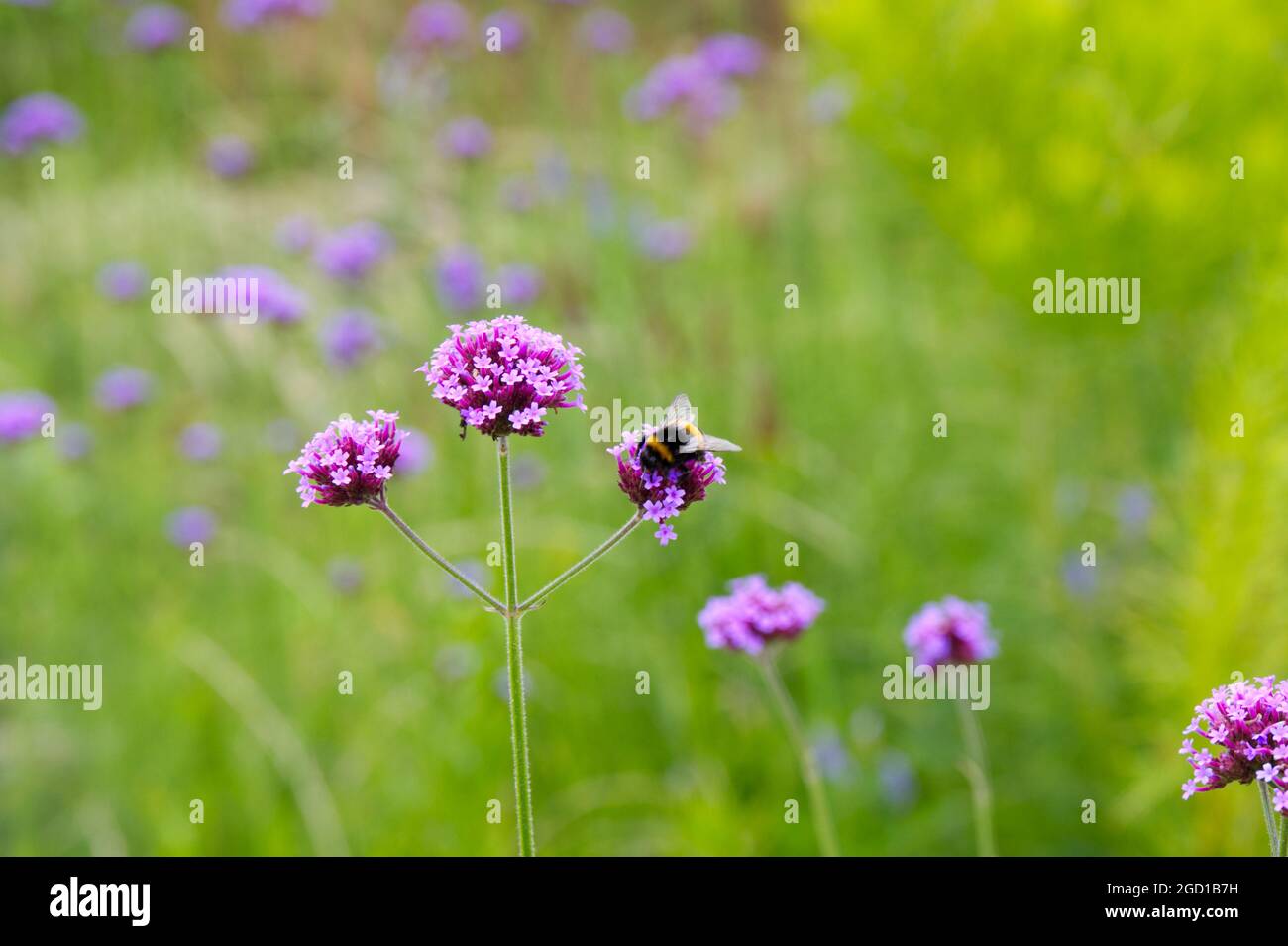 Verbena bonariensis purpletop vervain plant for pollinators summer garden July uk Stock Photo