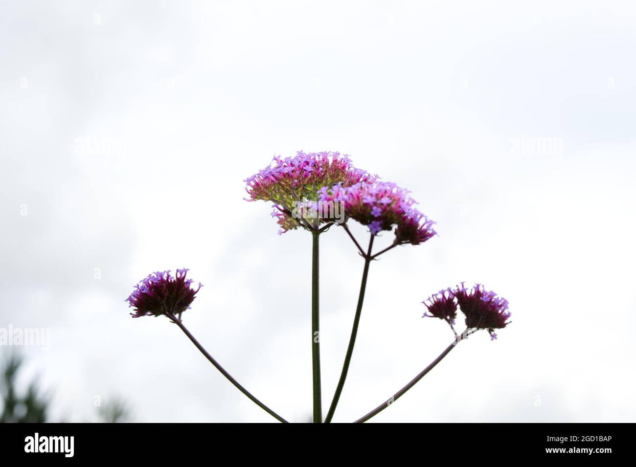 Verbena bonariensis purpletop vervain plant for pollinators summer garden July uk Stock Photo