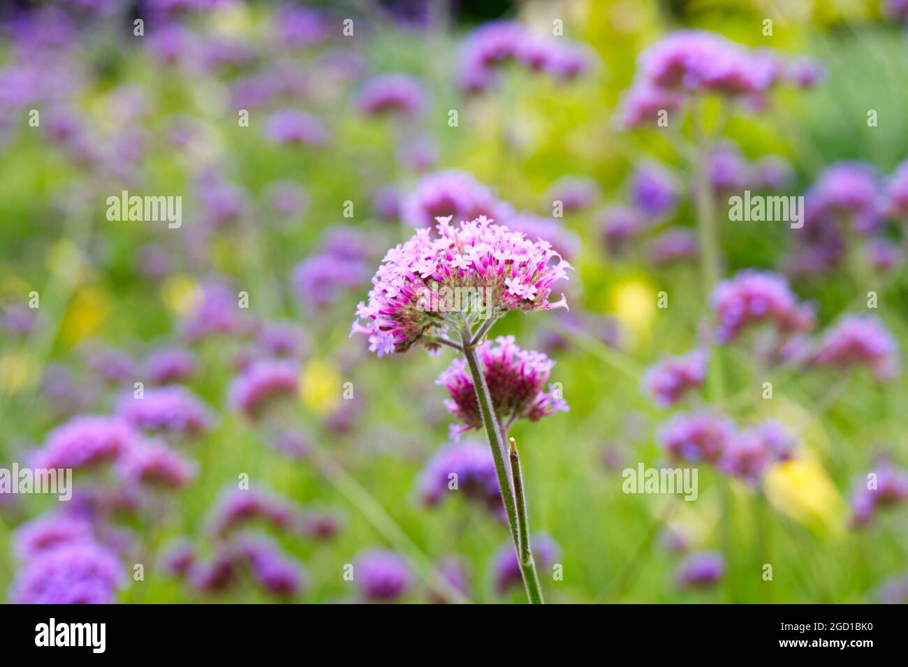 Verbena bonariensis purpletop vervain plant for pollinators summer garden July uk Stock Photo