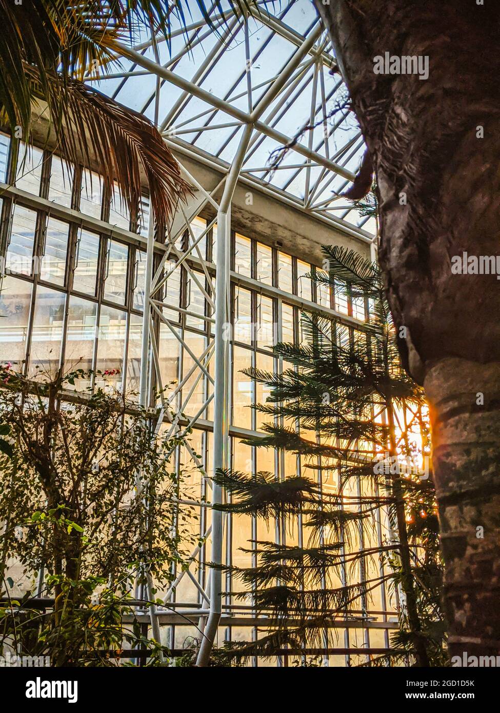 Vertical shot of an indoor greenhouse with huge palm trees and tropical ...