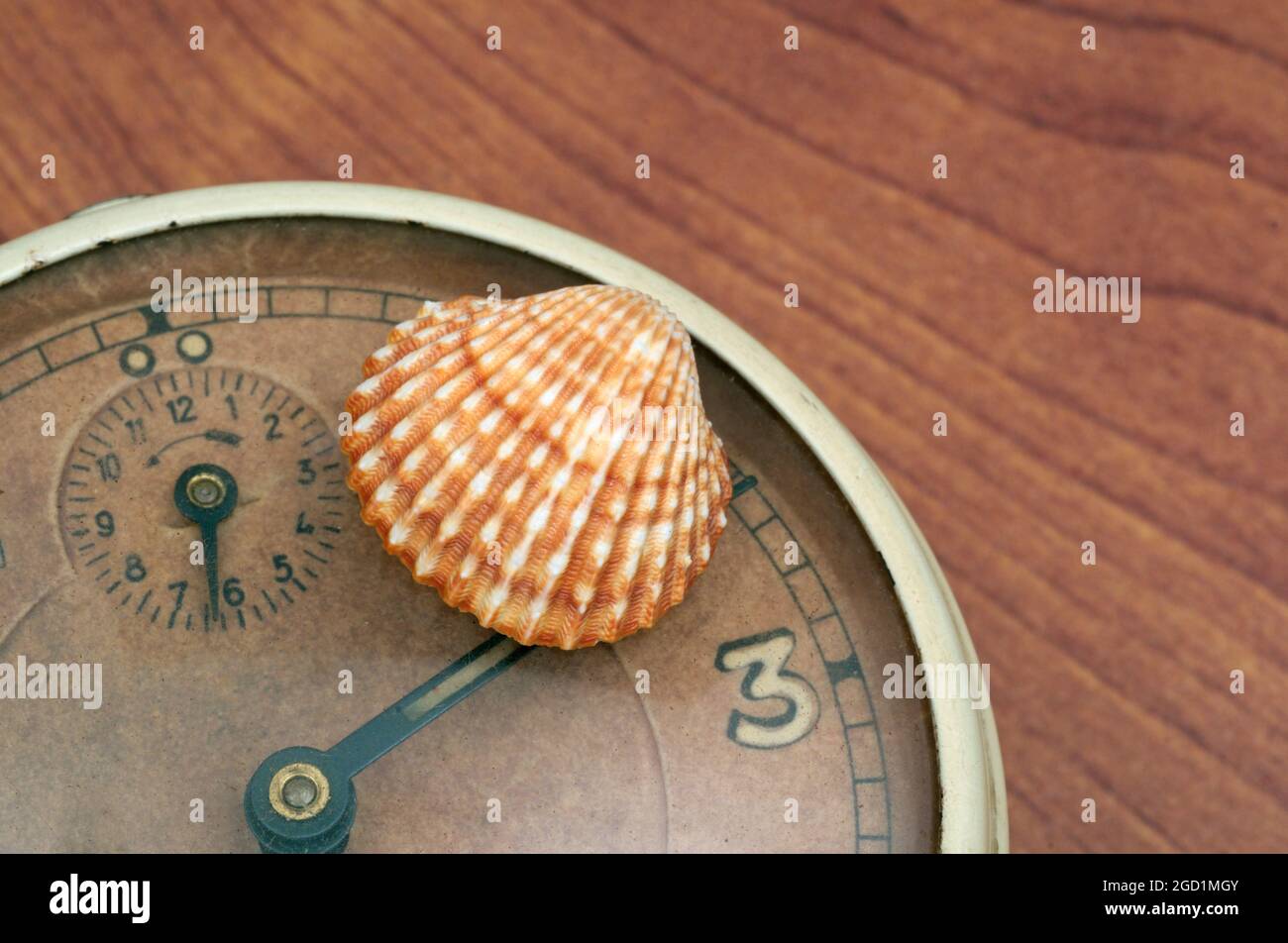 sea shell and old alarm clock Stock Photo - Alamy
