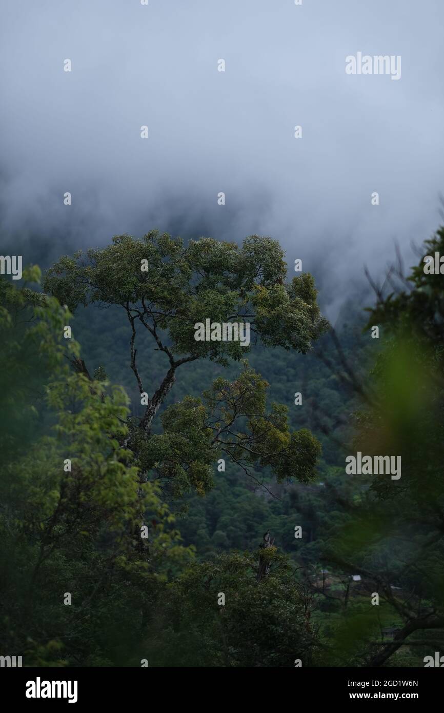 A lone old survivor tree is sprawling its branches over foggy highland forest in a remote location of northern Thailand Stock Photo