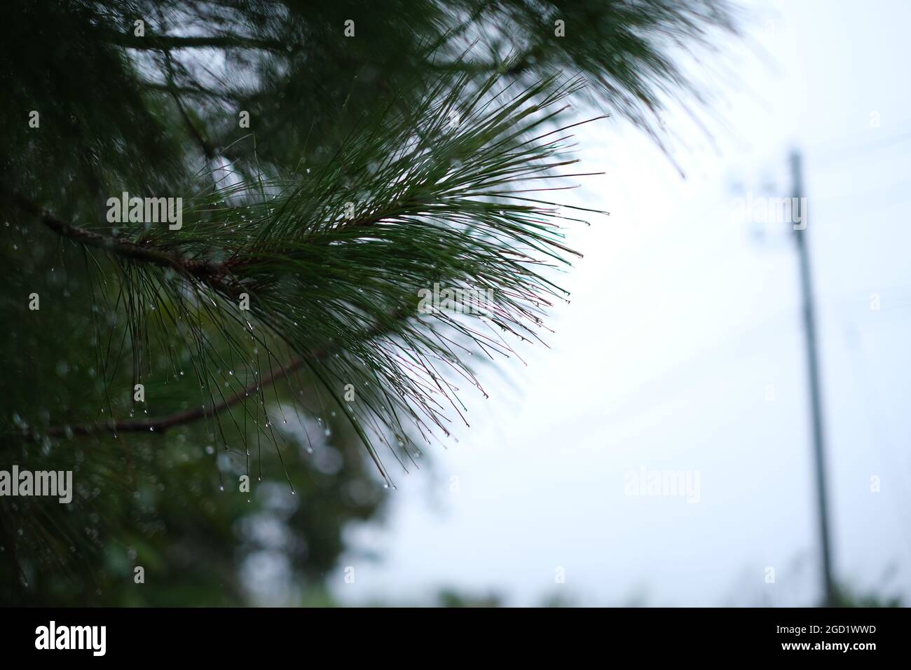 Wa6er droplets on pine needles after rain Stock Photo