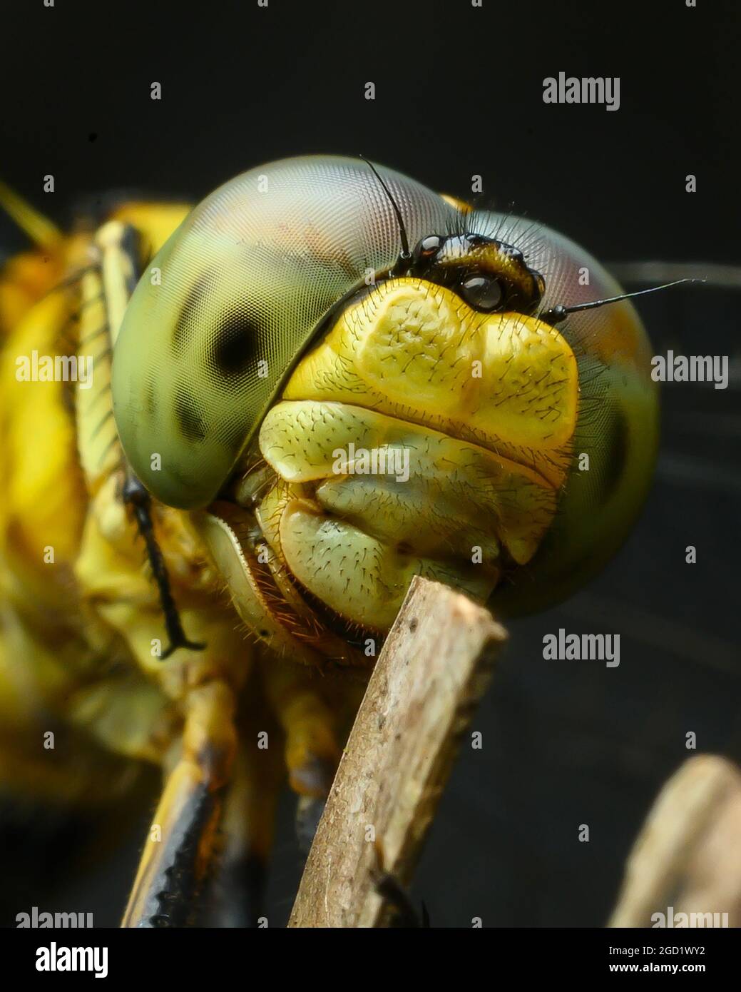 Yellow dragon fly stock photo alamy