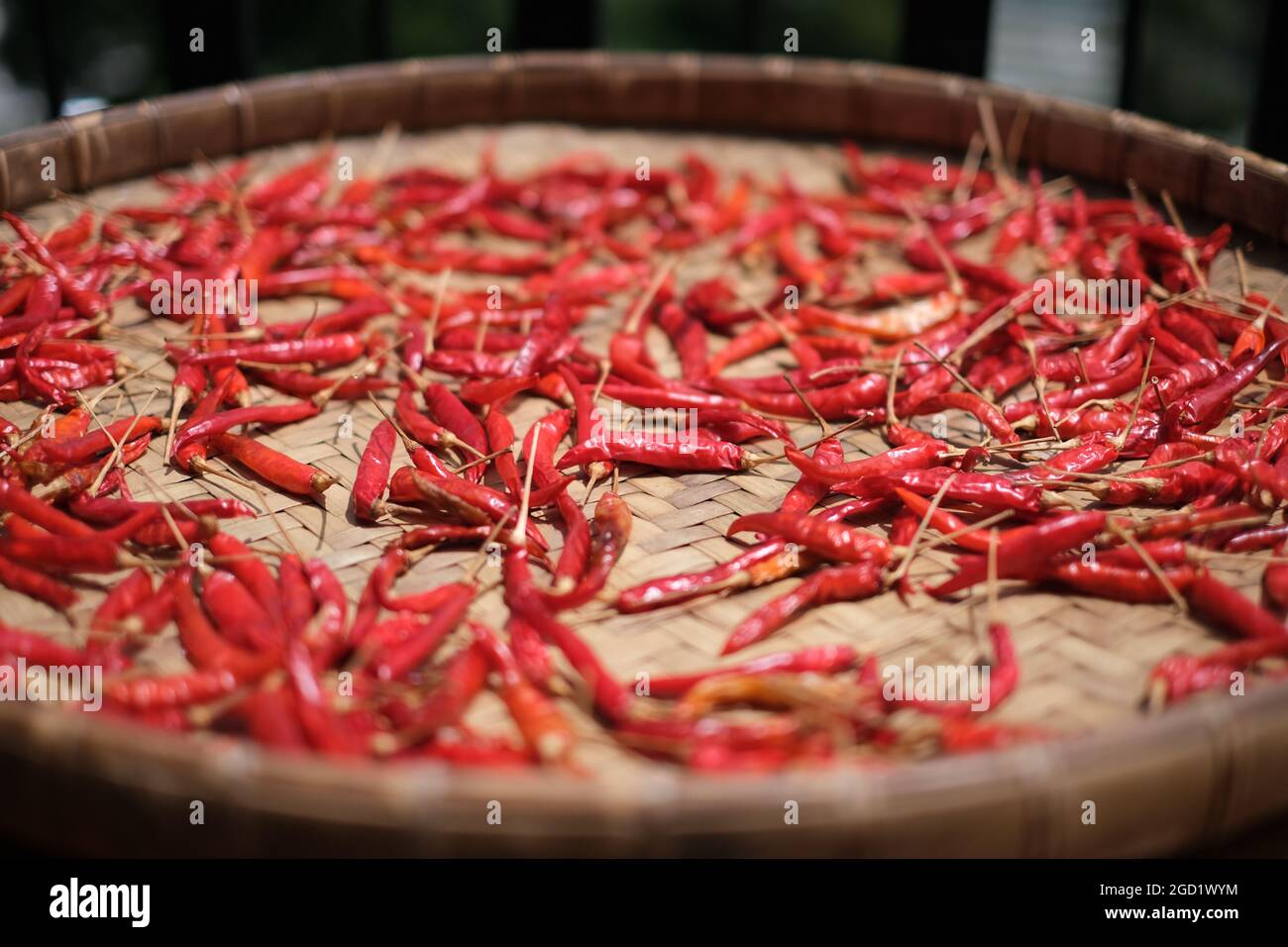 Red hot chili pepper on a big platter, drying under direct sunlight Stock Photo