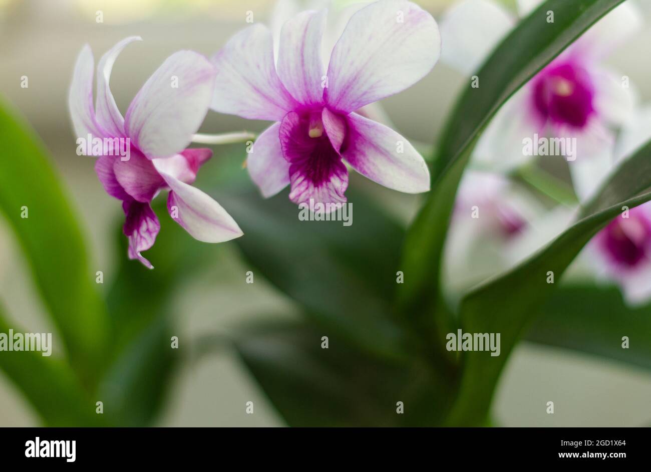 Orchid plants in bloom in white and purple Stock Photo