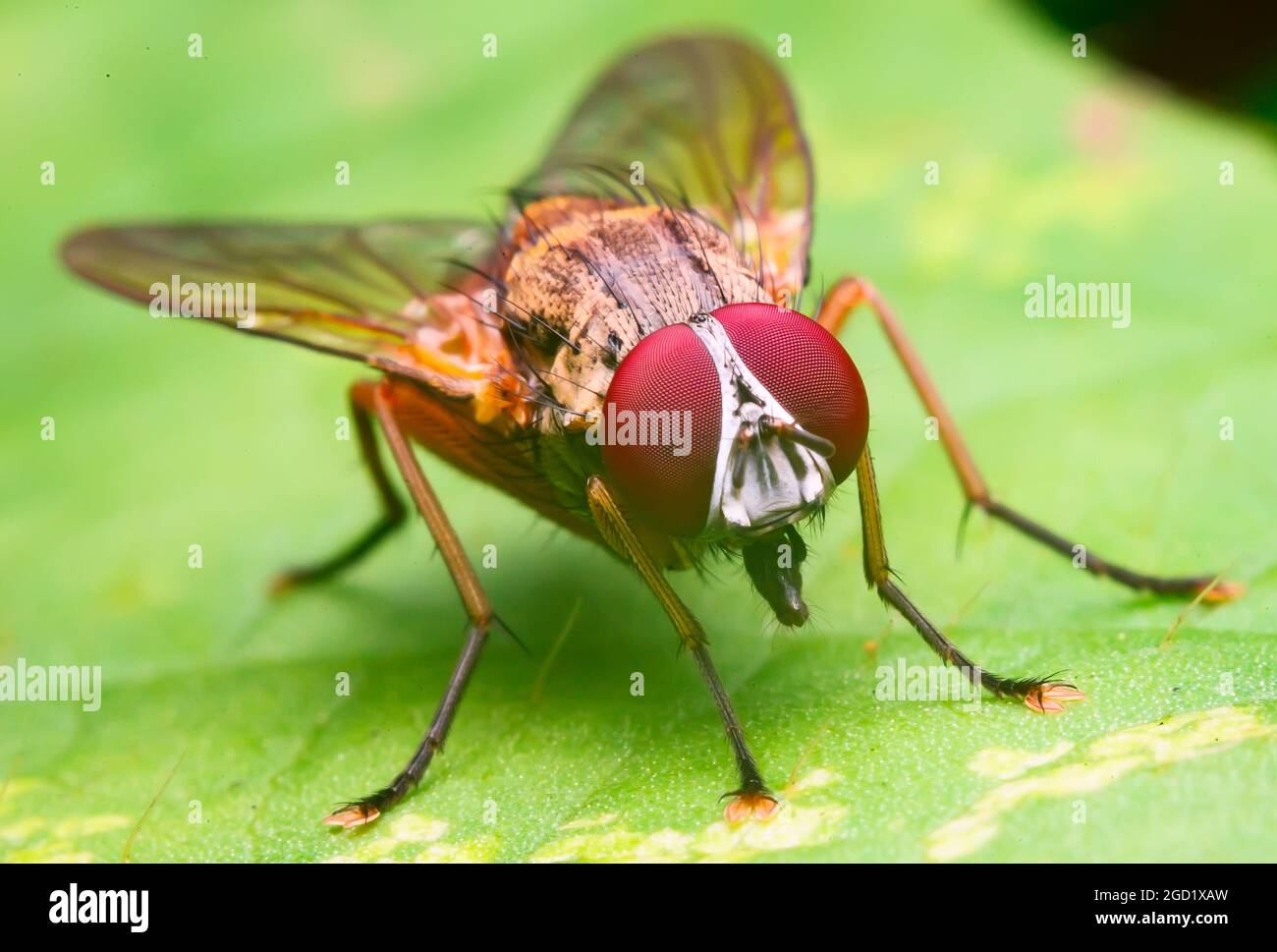 red head fly Stock Photo