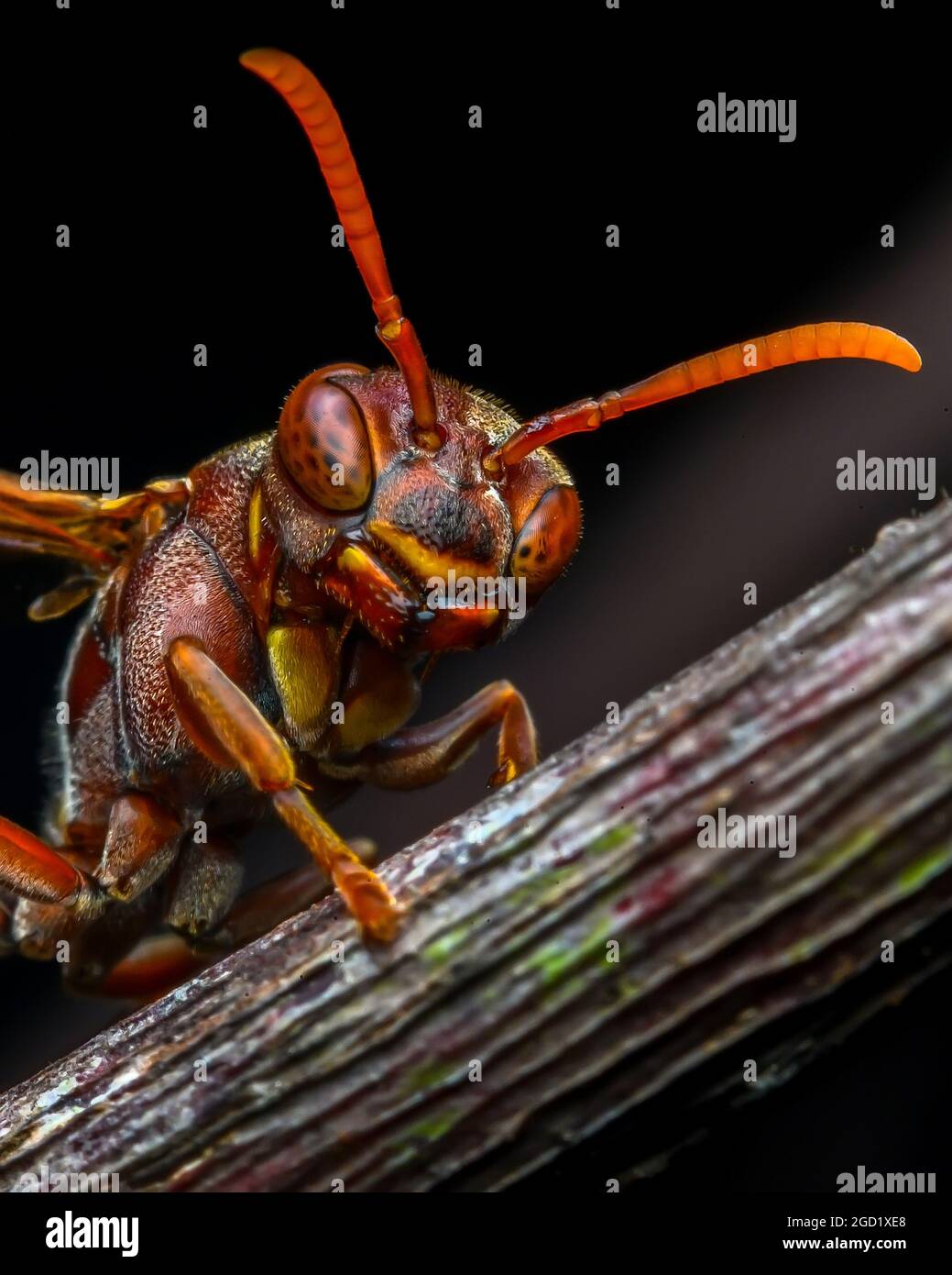 wasp Stock Photo