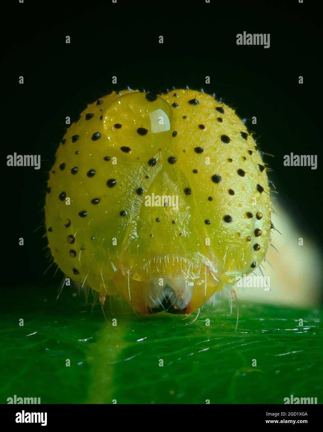 Yellow headed caterpillar Stock Photo Alamy