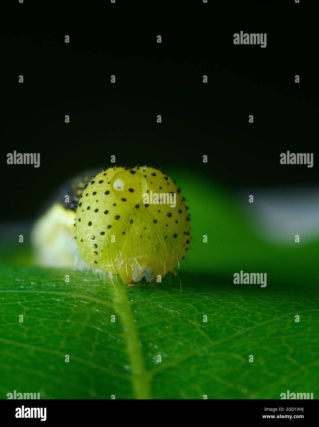 Yellow headed caterpillar Stock Photo Alamy