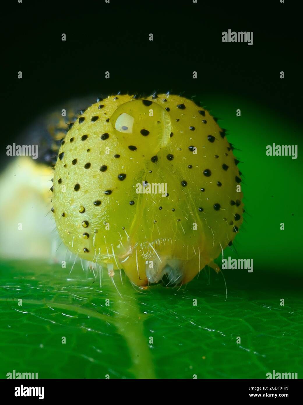 Yellow headed caterpillar Stock Photo Alamy