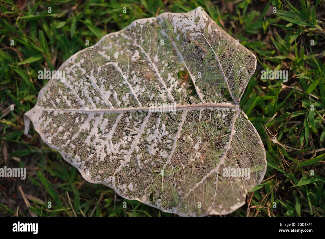 A skeleton of big fallen leaf, translucent and bleached, resting on a grass, illuminated by a setting sun Stock Photo