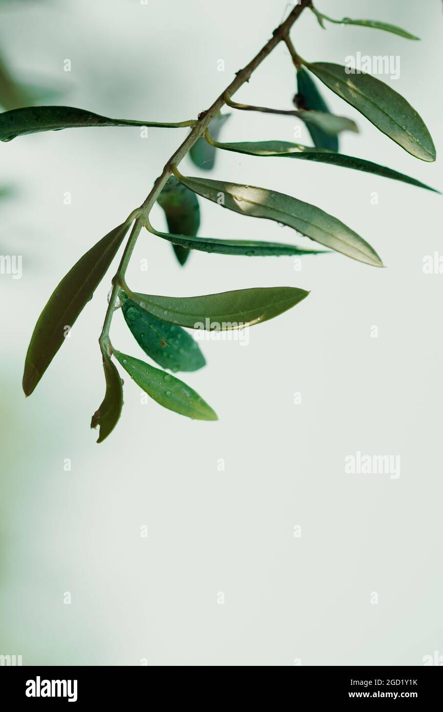 Close up shot of green olive fruits on an olive tree branch Stock Photo ...