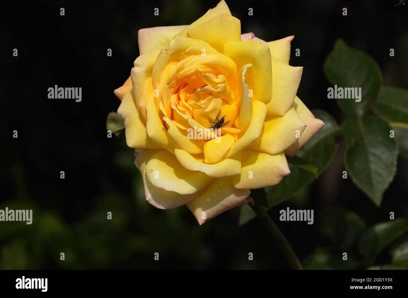 Eine Rose Stock Photo